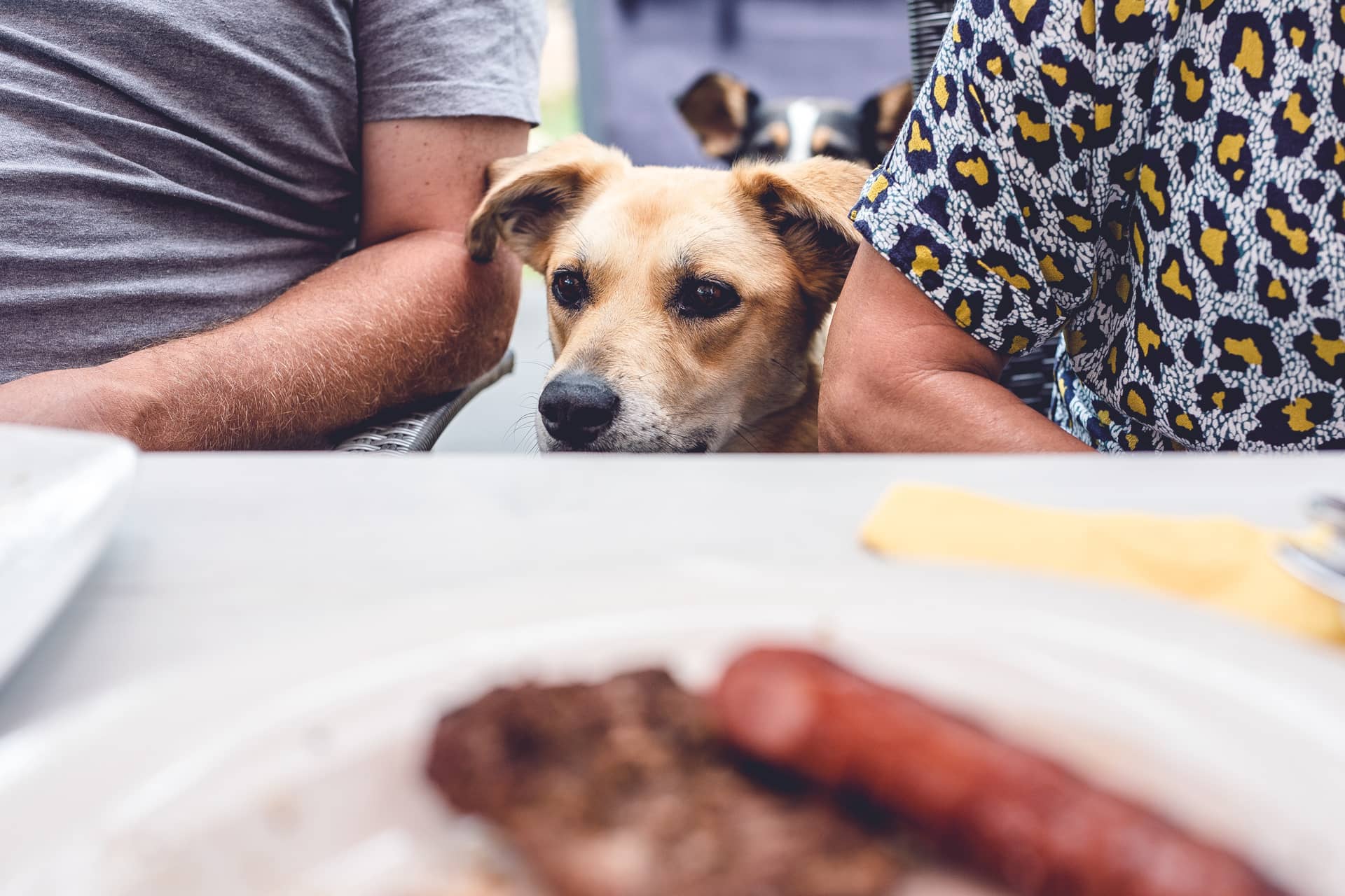 dog and sausage-2